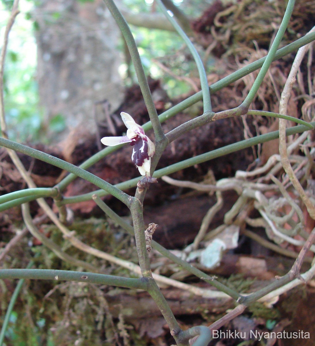 Luisia tenuifolia Blume